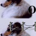 Pets & Animals