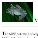 Museum of Vertebrate Zoology