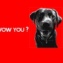 dogmark.net