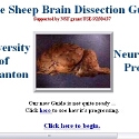 Sheep Brain Dissection Guide