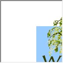 Willow Information Center